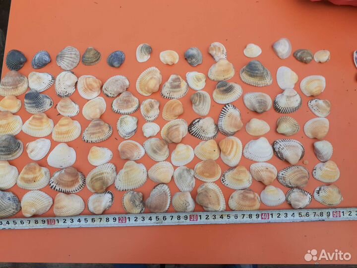 Морские ракушки