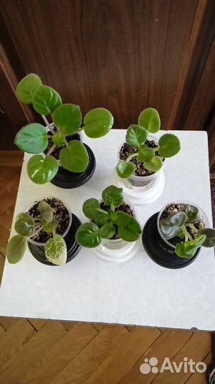 Детки сортовых фиалок