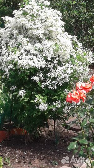 Саженцы клематиса 3 группы