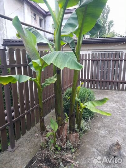 Банановые пальмы