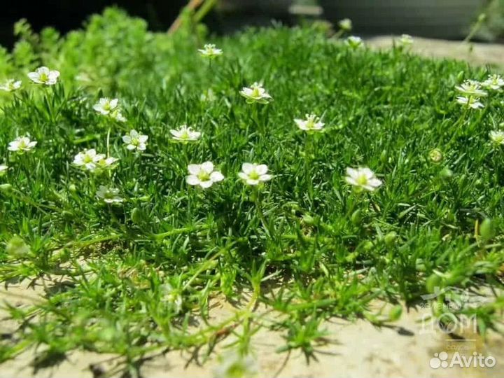 Мшанка шиловидная