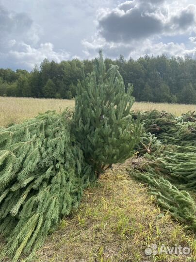 Новогодние елки сосны