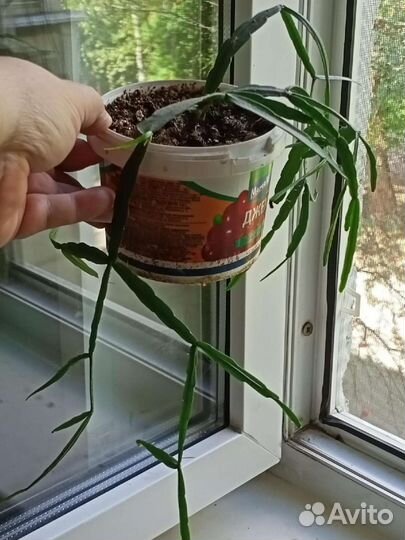 Комнатные растения сортовые