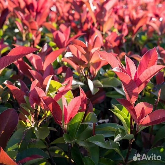 Фотиния фразера Ред Робин