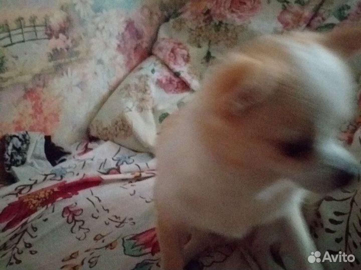 Чихуахуа мини