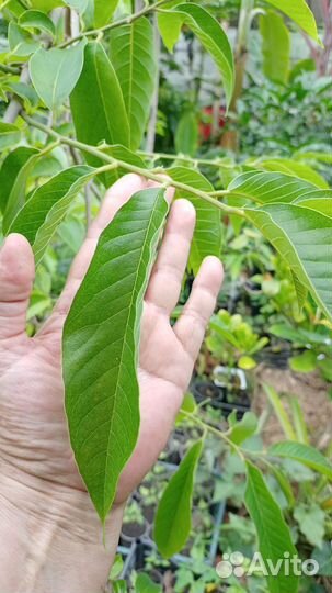 Аннона от рассады до цветущей