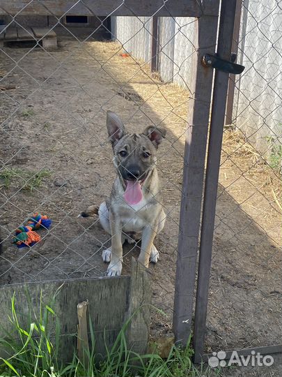 Собака-улыбака