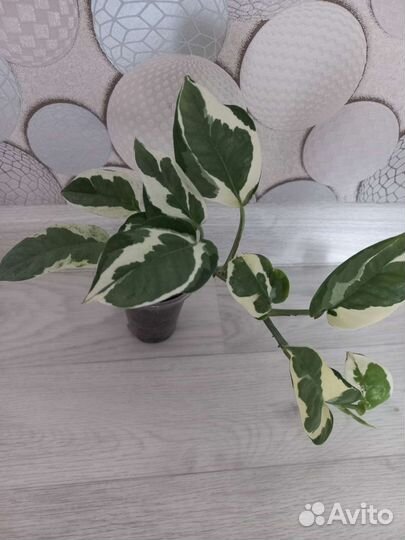 Эпипремнумы/сциндапсусы