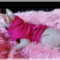 Канадский сфинкс котёнок