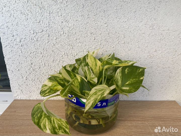 Эпипремнум Манджула Золотистый