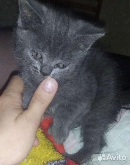 Котята британские