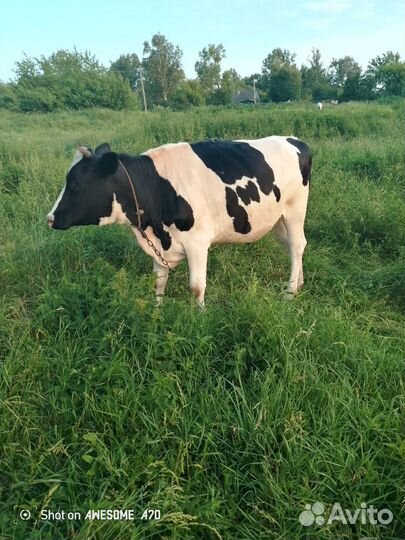 Телка стельная