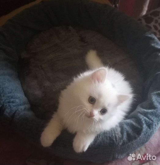 Турецкий ангор