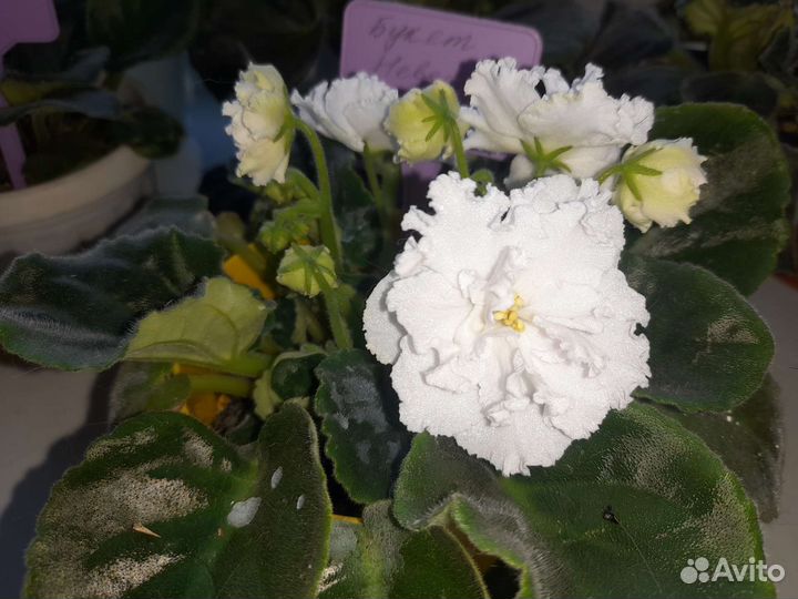 Фиалки сортовые