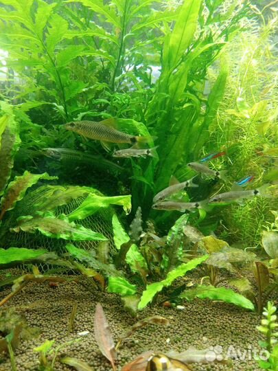 Рыбки растения креветки