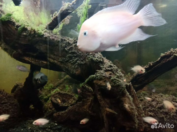 Цихлазомы чернополосые простые и фламинго