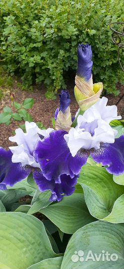 Ирис сотовой,крупный,высокий