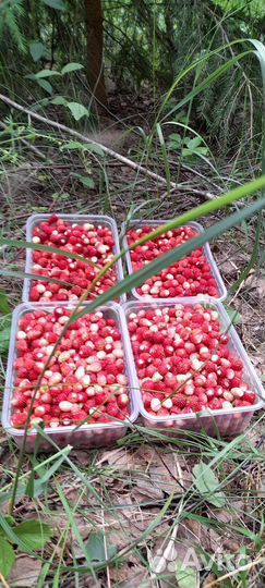 Земляника лесная