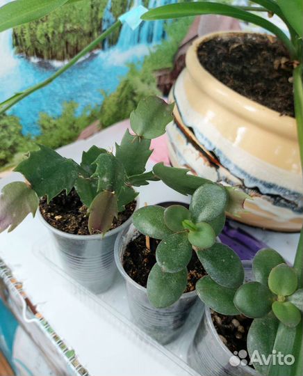 Комнатное растение 80р