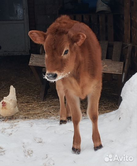 Телочка джерсейской породы
