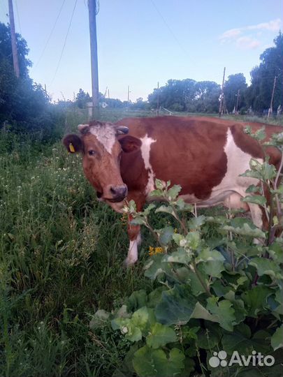Корова симментальской породы