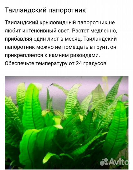 Водоросли для аквариума. Таиландский папоротник