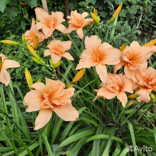 Лилейники бордюрные