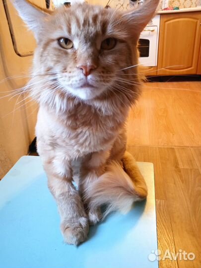 Мейн-кун девочка