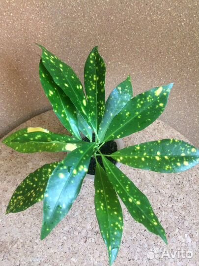 Кротон аукуболистный. Сциндапсус золотистый