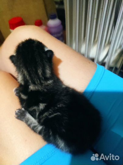 Котята в добрые руки бесплатно