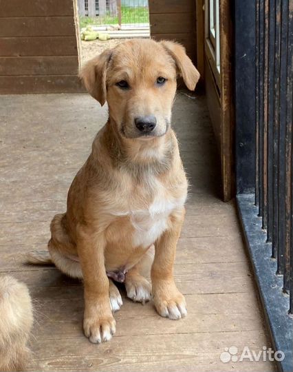 Щенки в вольер