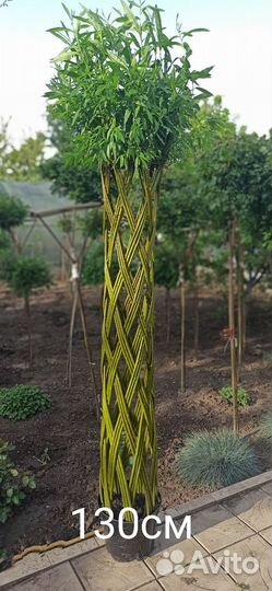 Плетеные деревья из ивы