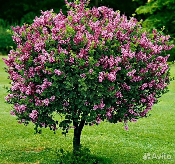 Сирень на штамбе