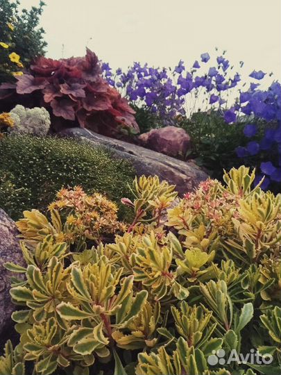 Колокольчик карпатский