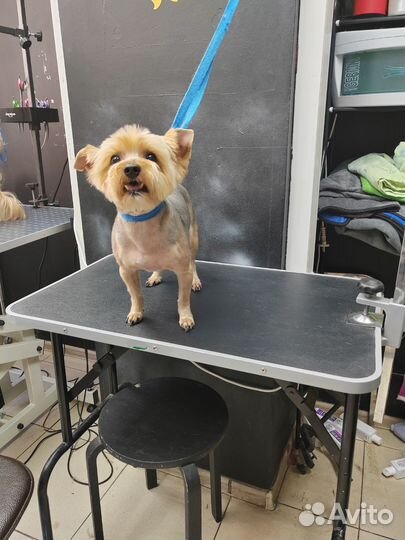 Грумер стрижка собак