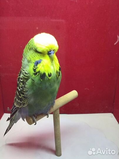 Попугаи ввп чехи выставочные попугаи