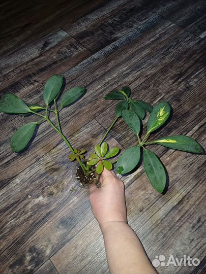 Комнатные растения 250