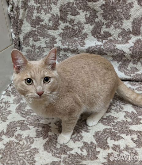Котик 6 месяцев
