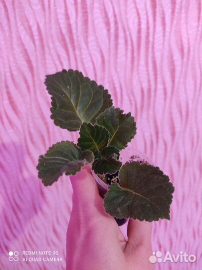 Глоксиния цветущая и клубни