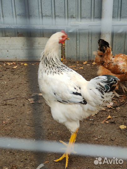 Продаю молодых петухов