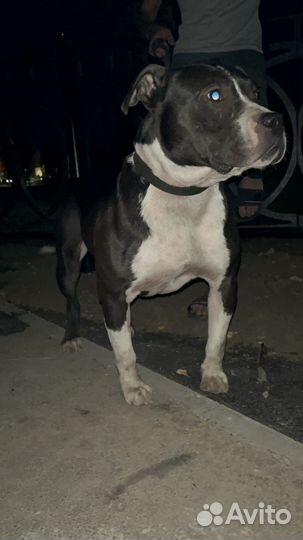 Стаффордширский бультерьер вязка