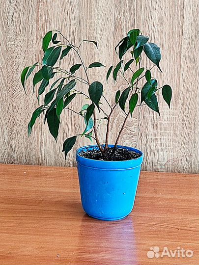 Фикус Бенджамина