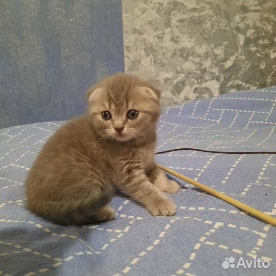 Шотландский вислоухий котенок