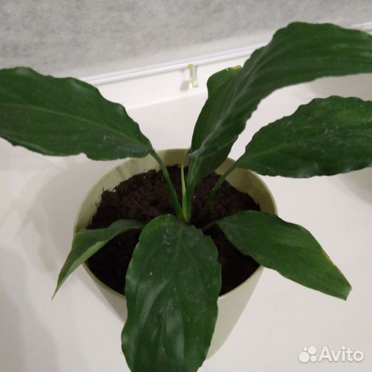 Спатифиллум