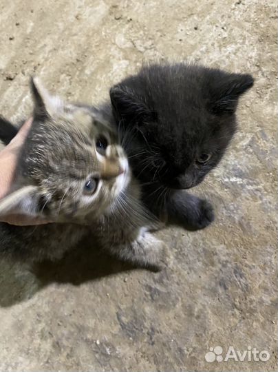 Котята в дар