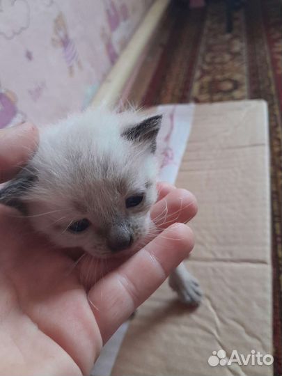 Продаю котят Сиамские