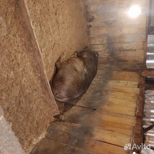 Свиньи живым весом