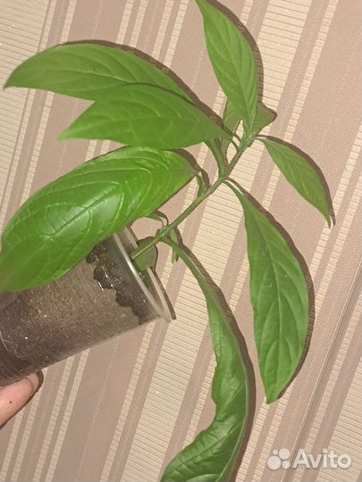 Пахистахис