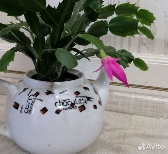 Цветок декабрист