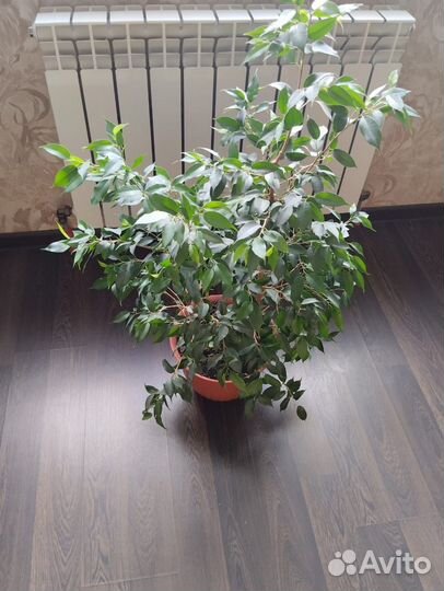 Фикус Бенджамина